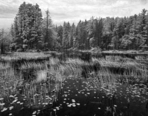 The Pinelands NJ04